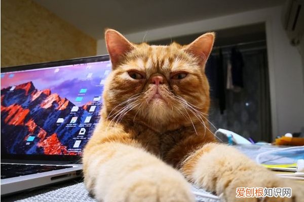 出现了一半以上，说明它对你有恨！ 猫咪恨主人的十种表现