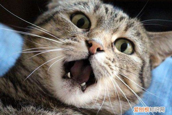 出现了一半以上，说明它对你有恨！ 猫咪恨主人的十种表现