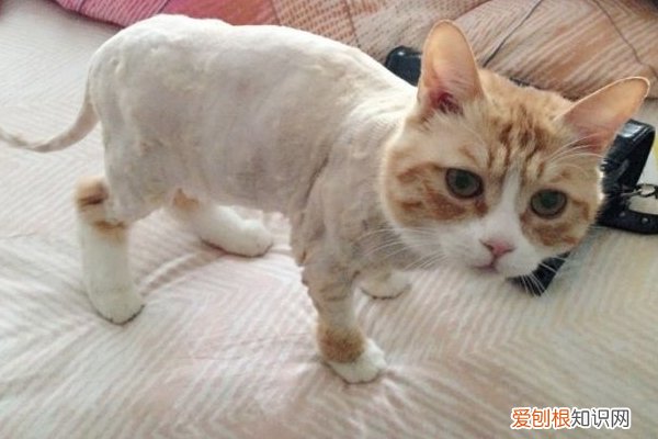 出现了一半以上，说明它对你有恨！ 猫咪恨主人的十种表现