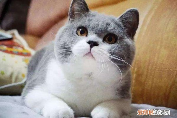 出现了一半以上，说明它对你有恨！ 猫咪恨主人的十种表现