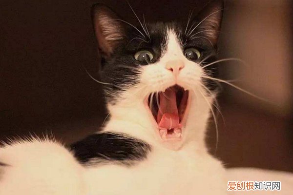 出现了一半以上，说明它对你有恨！ 猫咪恨主人的十种表现