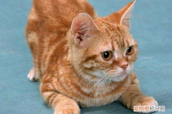 出现了一半以上，说明它对你有恨！ 猫咪恨主人的十种表现