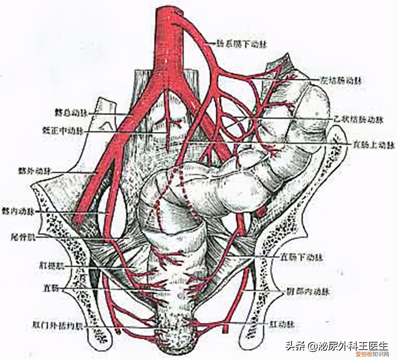 专家告诉你答案 痔疮最佳的自愈方法