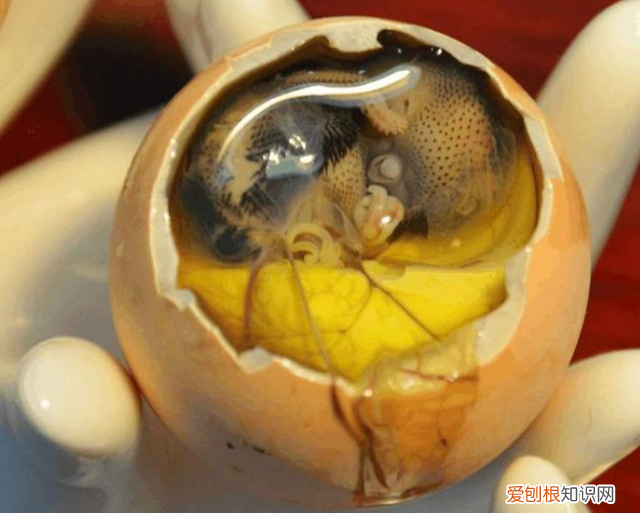 毛鸡蛋和活珠子是一样的么？活珠子和毛鸡蛋的区别