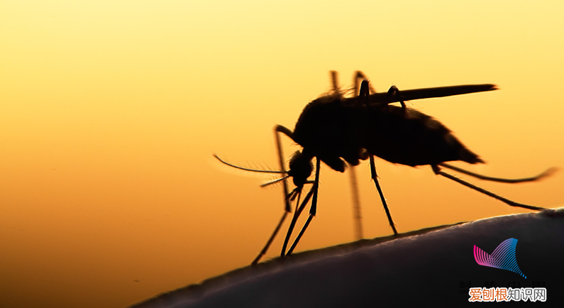 多年的疑问总算解开了 为什么下雨天蚊子不会被雨滴砸死