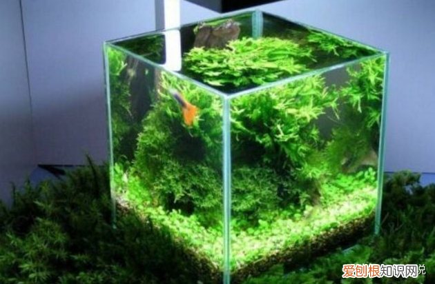 鱼缸的水浑浊怎么办怎么变清？做这2件事，水会慢慢变清澈