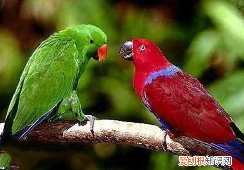 牡丹鹦鹉会说话吗？地球上10大最常见的鹦鹉