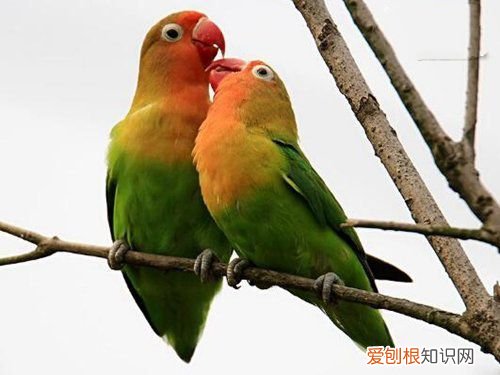 牡丹鹦鹉会说话吗？地球上10大最常见的鹦鹉