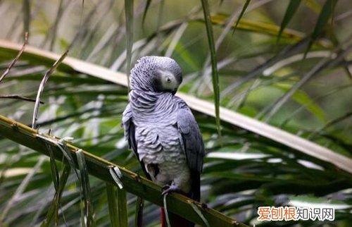 牡丹鹦鹉会说话吗？地球上10大最常见的鹦鹉