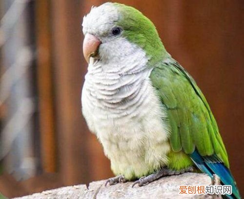 牡丹鹦鹉会说话吗？地球上10大最常见的鹦鹉