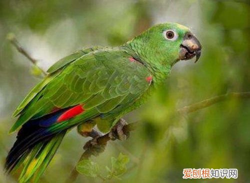 牡丹鹦鹉会说话吗？地球上10大最常见的鹦鹉