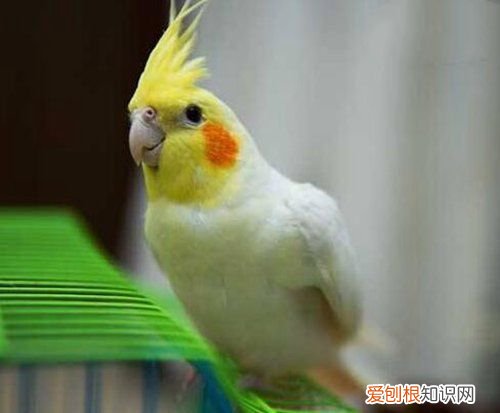牡丹鹦鹉会说话吗？地球上10大最常见的鹦鹉