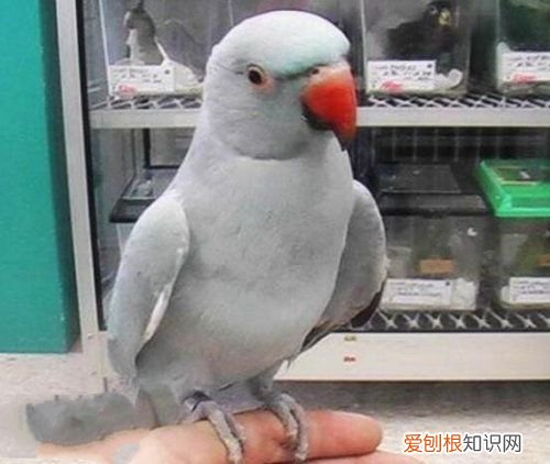 牡丹鹦鹉会说话吗？地球上10大最常见的鹦鹉