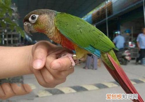 牡丹鹦鹉会说话吗？地球上10大最常见的鹦鹉