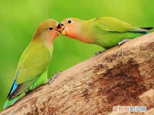 牡丹鹦鹉会说话吗？地球上10大最常见的鹦鹉