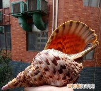 大贝壳叫什么名字