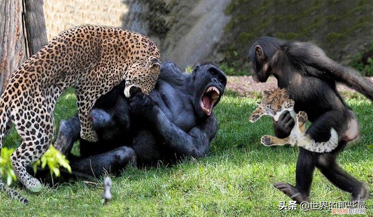 银背大猩猩是世界上最大的 世界上最大的猩猩