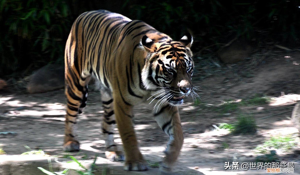 银背大猩猩是世界上最大的 世界上最大的猩猩