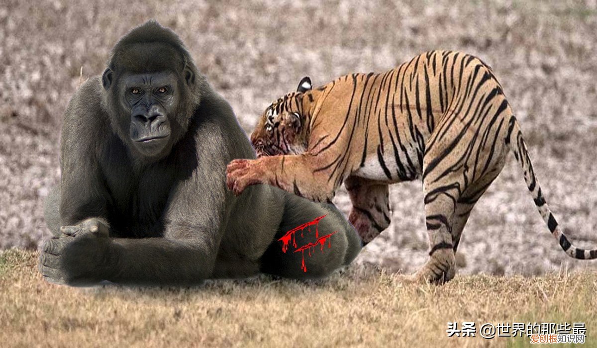 银背大猩猩是世界上最大的 世界上最大的猩猩