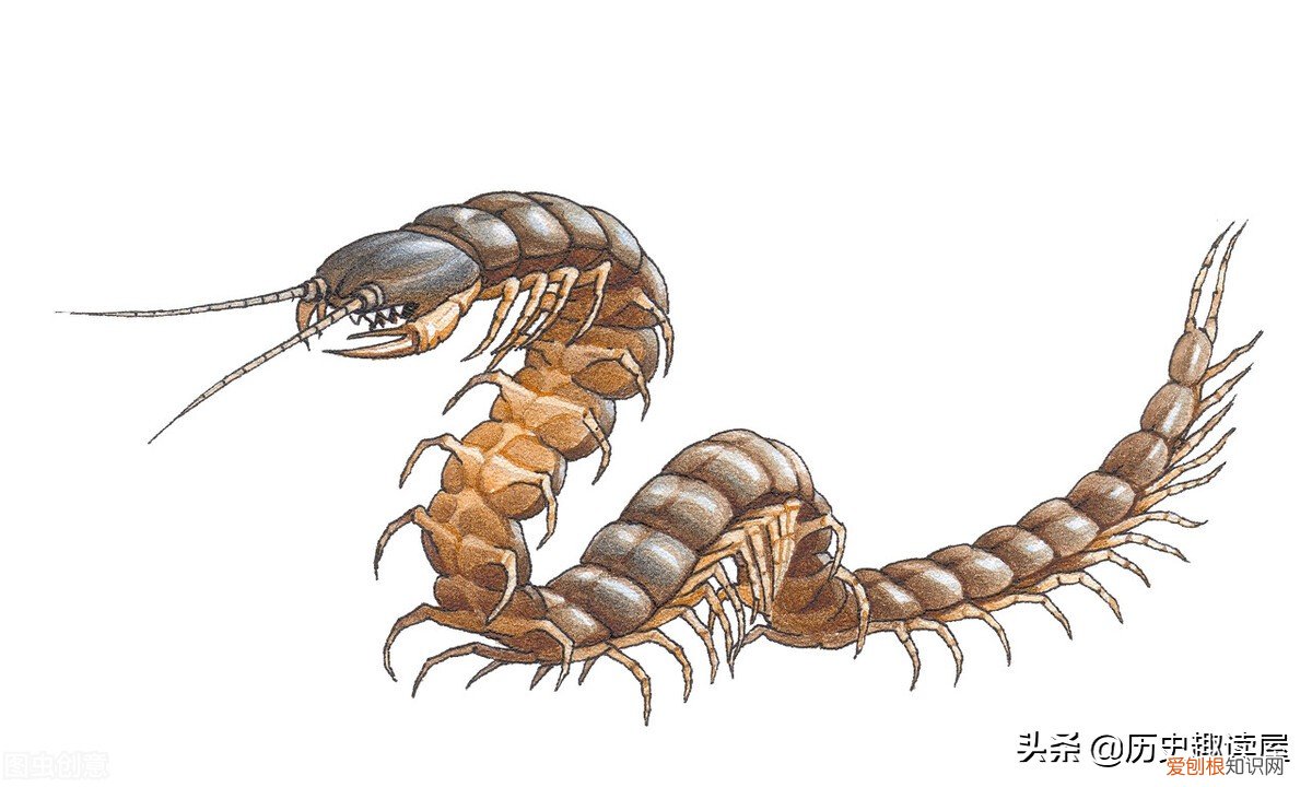 为什么不能踩死蜈蚣？我告诉你这里面有什么讲究