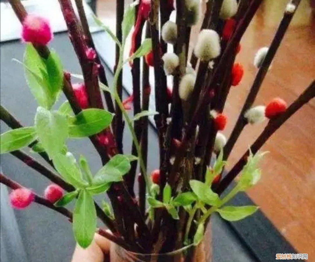 银柳是干养还是水培？其实这两种方法都是可以的