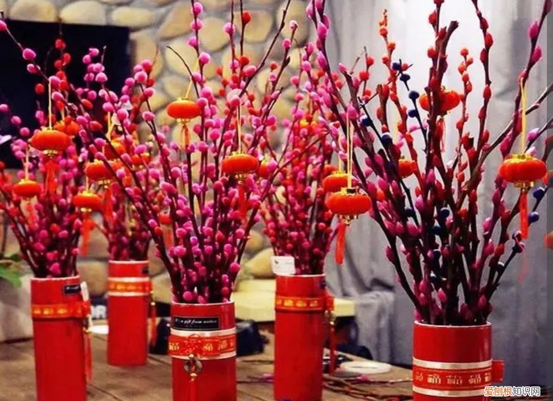 银柳是干养还是水培？其实这两种方法都是可以的