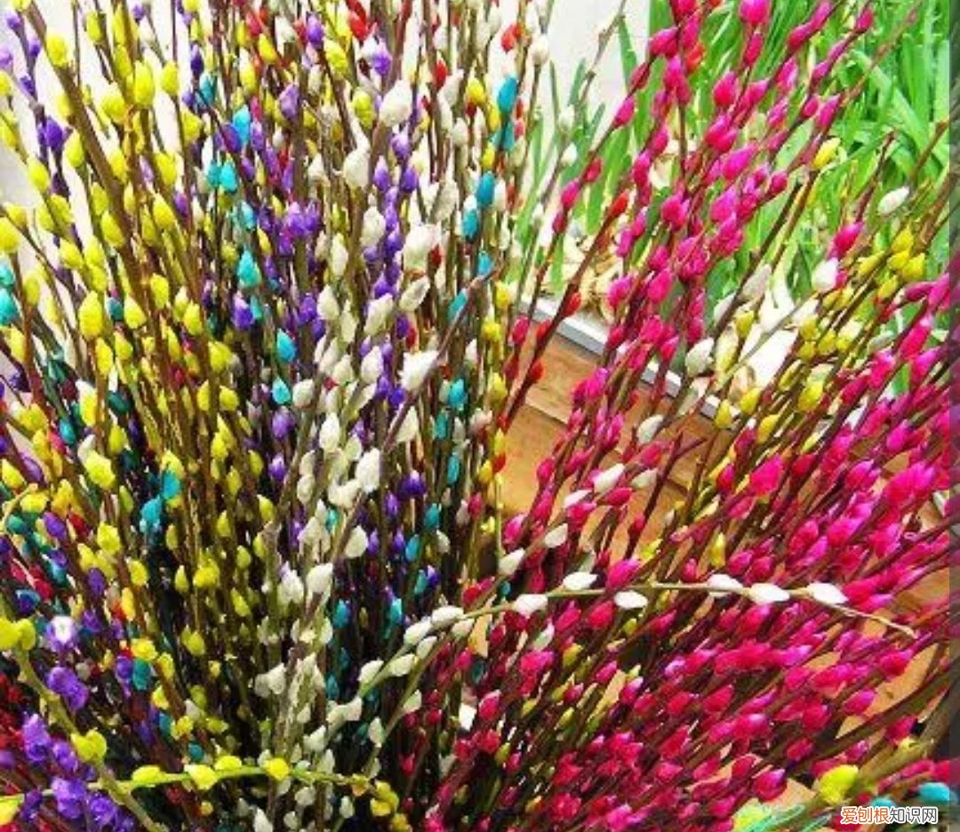 银柳是干养还是水培？其实这两种方法都是可以的