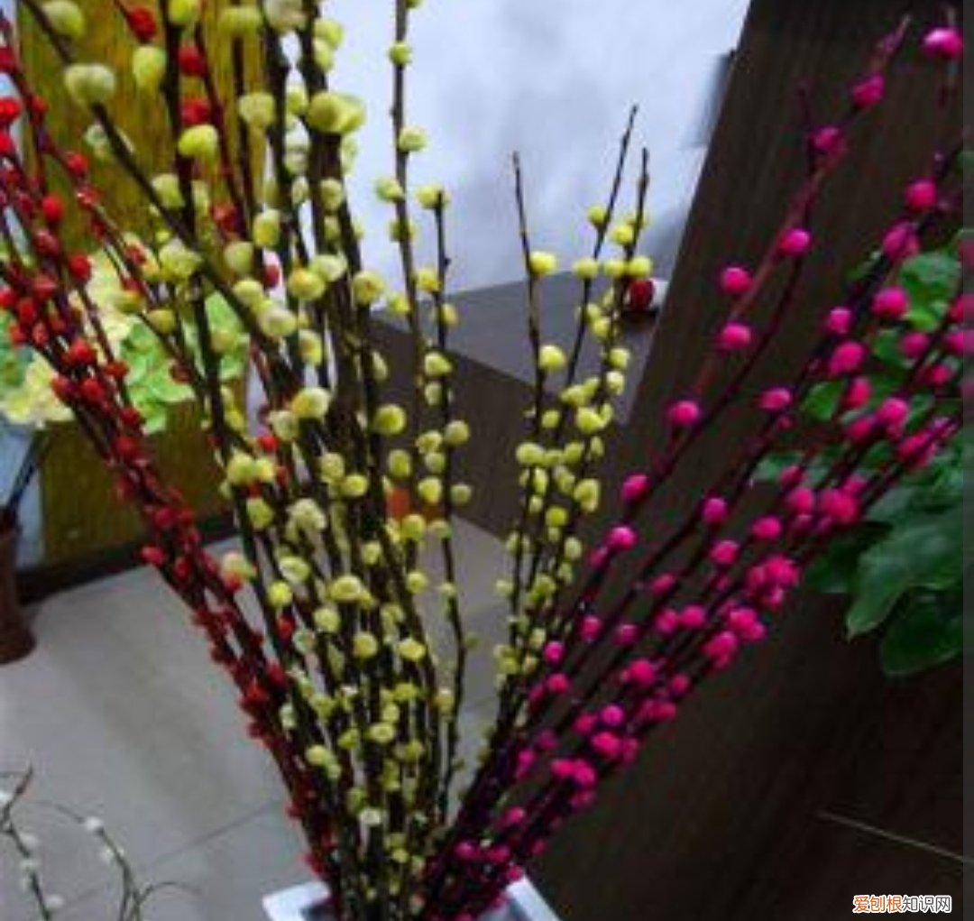 银柳是干养还是水培？其实这两种方法都是可以的