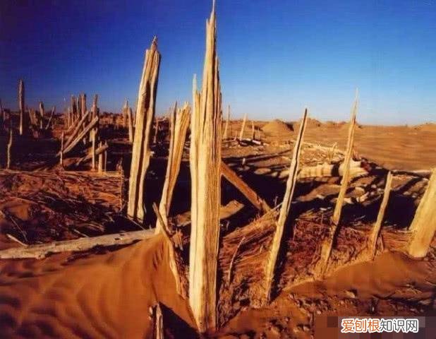楼兰古城为什么是禁区？楼兰遗址为什么不能进入