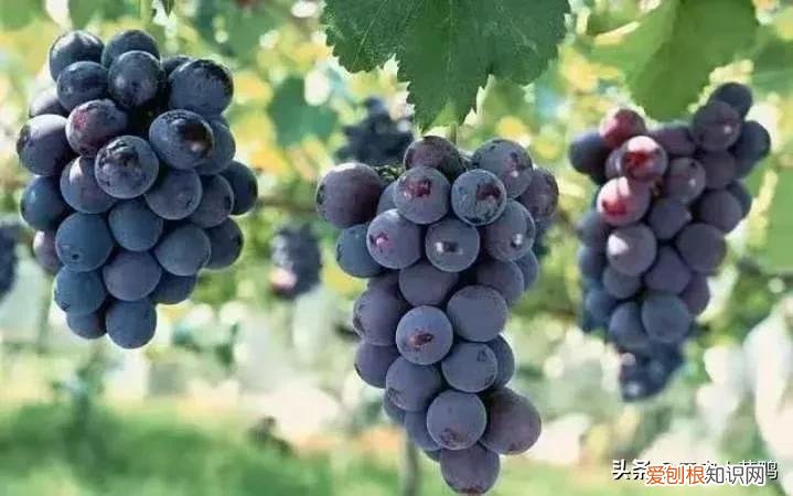 上坟为什么不能带香蕉？附：清明扫墓这4种水果最好不要带