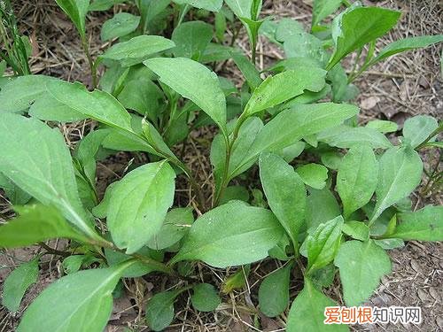 马兰头的功效与食用禁忌 马兰头图片功效与作用