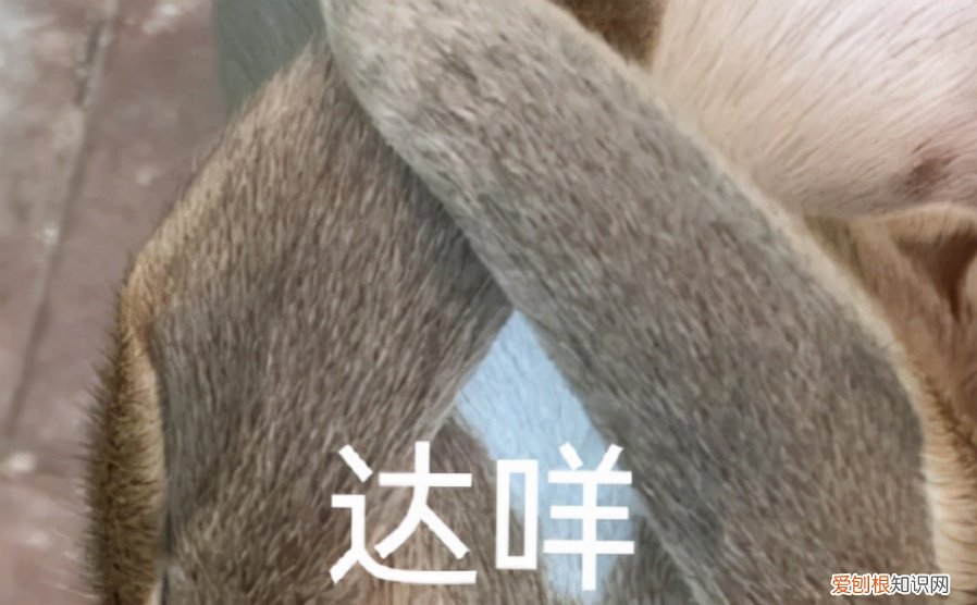 达咩是什么意思？表示明确的拒绝