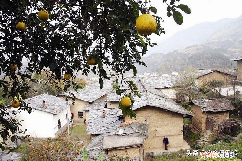 四大镇宅之树是哪四种？银杏、罗汉松、槐树、桂树