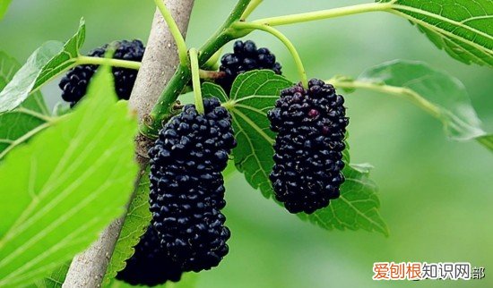 四大镇宅之树是哪四种？银杏、罗汉松、槐树、桂树