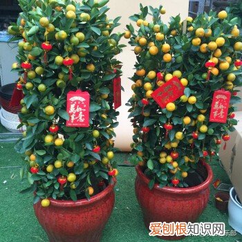 四大镇宅之树是哪四种？银杏、罗汉松、槐树、桂树