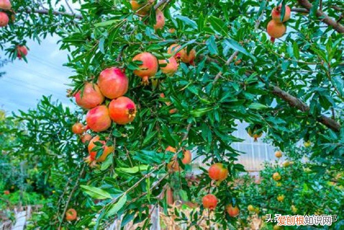 四大镇宅之树是哪四种？银杏、罗汉松、槐树、桂树