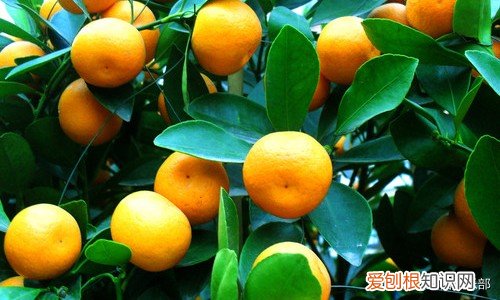 四大镇宅之树是哪四种？银杏、罗汉松、槐树、桂树