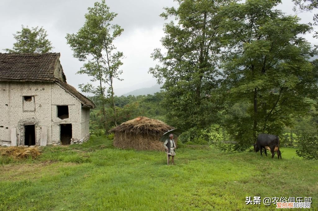 四大镇宅之树是哪四种？银杏、罗汉松、槐树、桂树