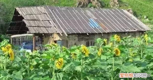 四大镇宅之树是哪四种？银杏、罗汉松、槐树、桂树