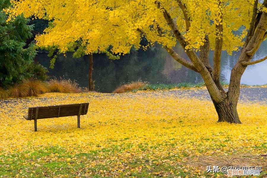 四大镇宅之树是哪四种？银杏、罗汉松、槐树、桂树