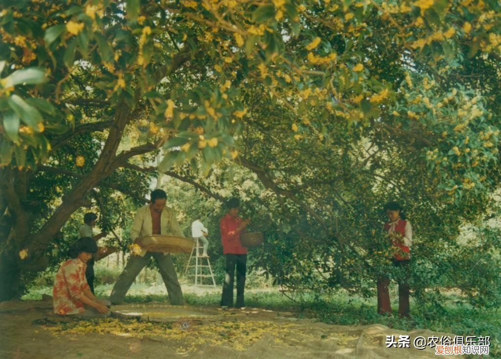 四大镇宅之树是哪四种？银杏、罗汉松、槐树、桂树