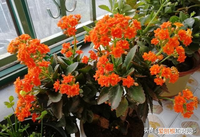 长寿花有毒吗？长寿花为什么致癌