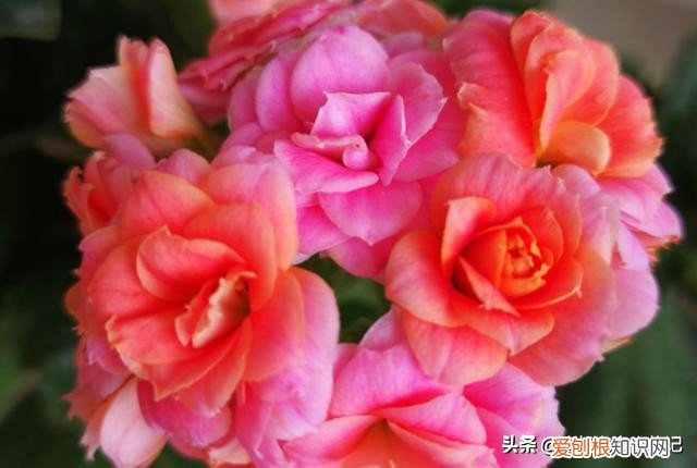 长寿花有毒吗？长寿花为什么致癌