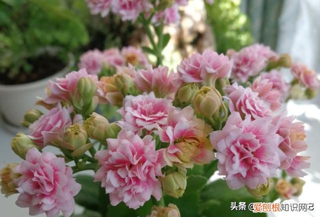 长寿花有毒吗？长寿花为什么致癌