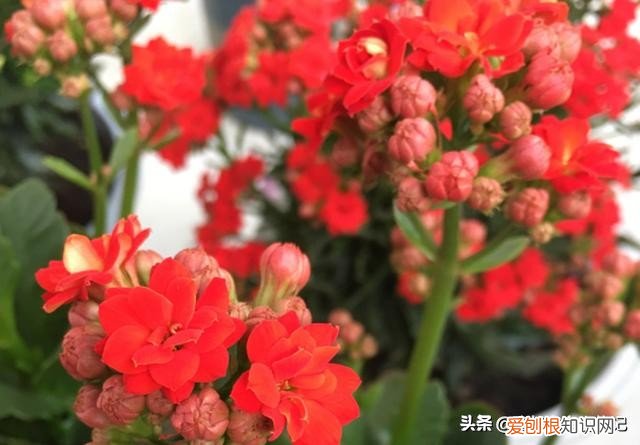 长寿花有毒吗？长寿花为什么致癌