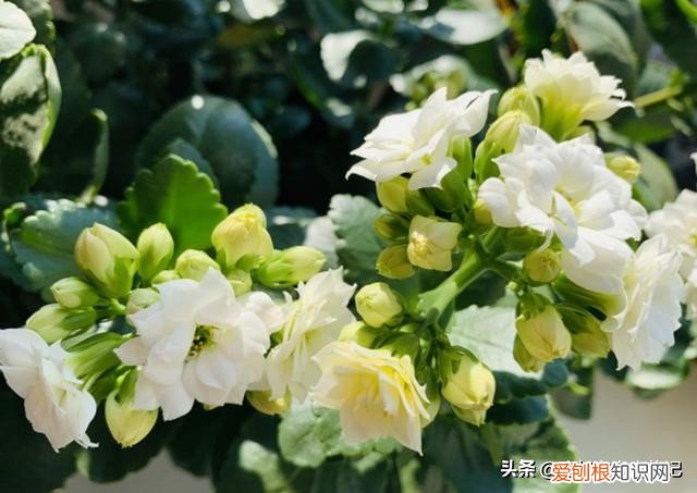 长寿花有毒吗？长寿花为什么致癌