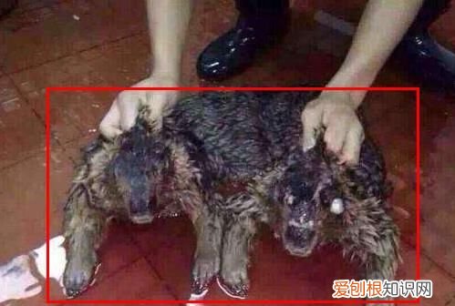 水猴真的存在吗?科学家承认水猴子存在