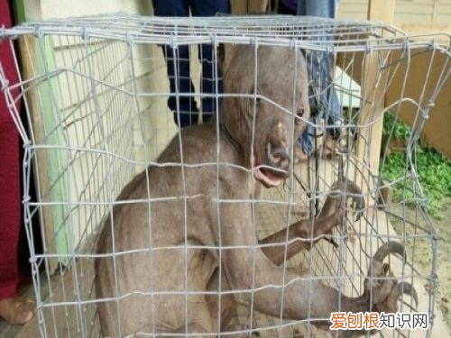 水猴真的存在吗?科学家承认水猴子存在