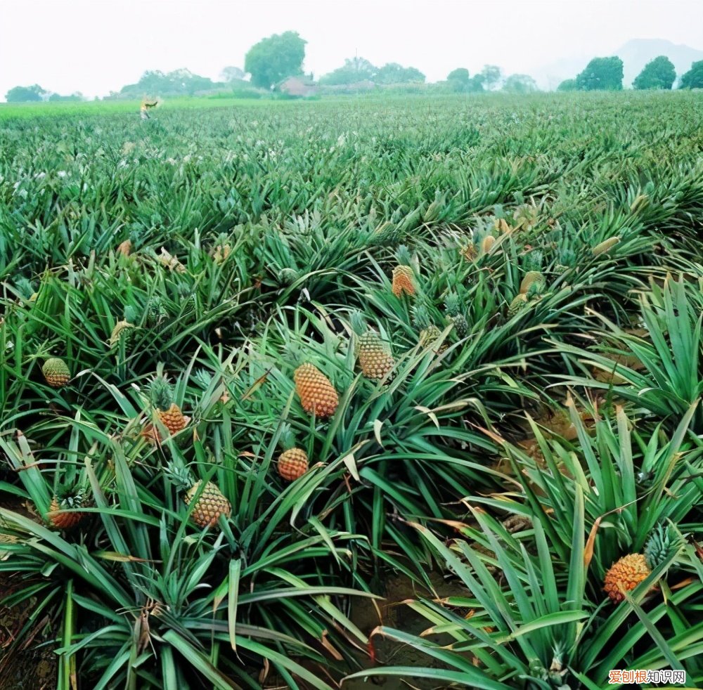 种植方法很简单，一共就三步 菠萝怎么种植方法