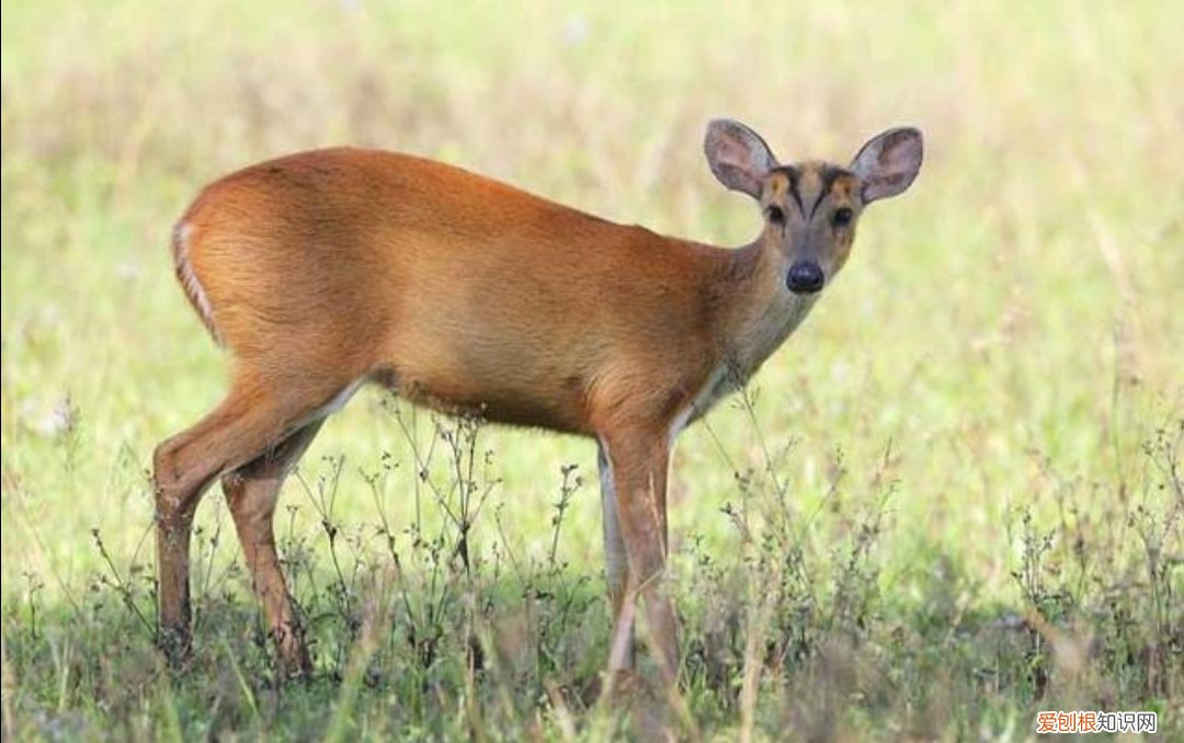 麂子长角是雌的还是雄的